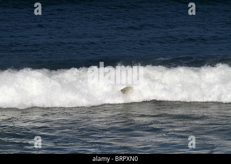 Surfing off the Cornish coast Stock Photo