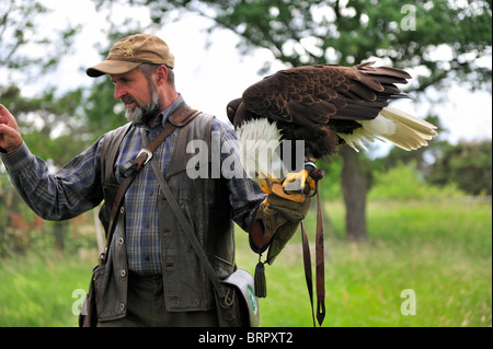 Men carrying a bald eagle on his arm. Stock Photo