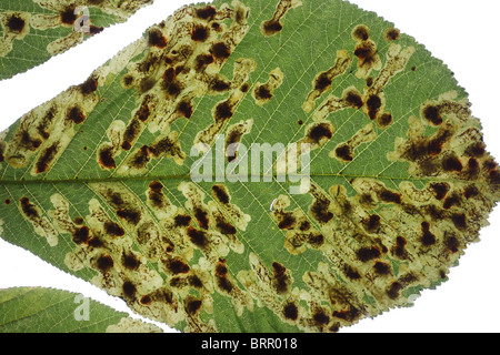 Horse Chestnut Leaf miner Cameraria ohridella larvae and mines in Horse Chestnut leaf Stock Photo