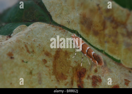 Horse Chestnut Leaf-miner (Cameraria ohridlella) adult moth sitting on Horse Chestnut leaf Stock Photo