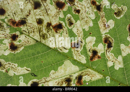 Horse Chestnut Leaf miner Cameraria ohridella larvae and mines in Horse Chestnut leaf Stock Photo