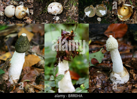 Stinkhorn Fungus, Phallus impudicus, Phallaceae. Composite Image Showing Life Cycle of the Fungus. Stock Photo