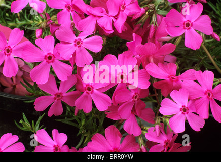 Phlox subulata 'McDaniel's Cushion' dark pink flower flowers garden plant plants Stock Photo
