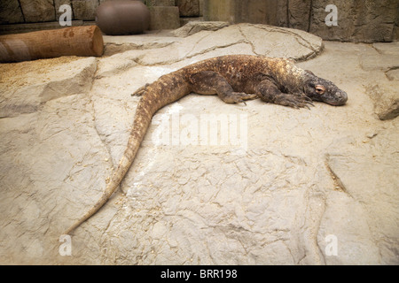 Captive Komodo Dragon, Shark Reef aquarium, Mandalay Bay hotel, the strip, Las Vegas USA Stock Photo