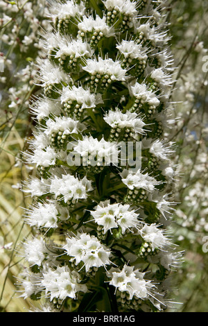 Tower of jewels (Echium simplex Stock Photo: 72037122 - Alamy