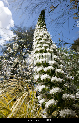 white spring flowers, echium simplex or tower of jewels , Macizo de