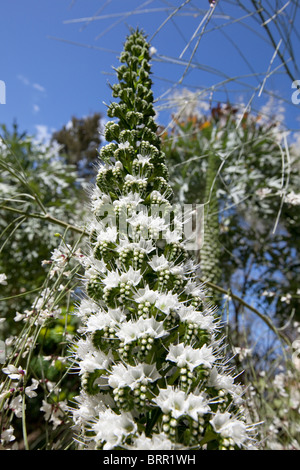 white spring flowers, echium simplex or tower of jewels , Macizo de