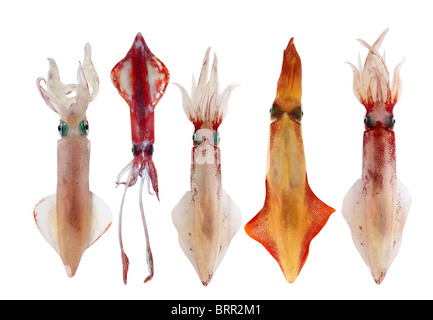 Squid Loligo vulgaris in a row arrangement seafood isolated on white Stock Photo