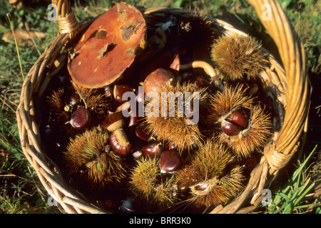Basket of freshly picked European Chestnuts with prickly casings still on Stock Photo