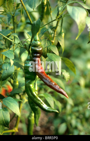 Red and green Chilli peppers growing on a plant Stock Photo