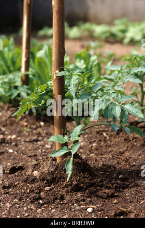 Young tomato plants Stock Photo