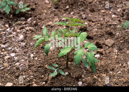 Tomato seedling Stock Photo
