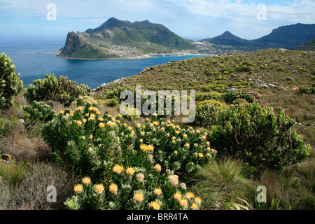 Proteas and Hout Bay harbour Stock Photo