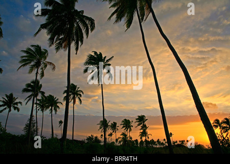Tropical island sunrise with coconut palms Stock Photo
