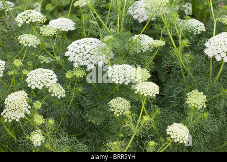 Lace flower or Bishops weed, Ammi majus