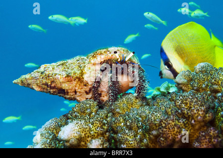 hermit crab on reef Stock Photo