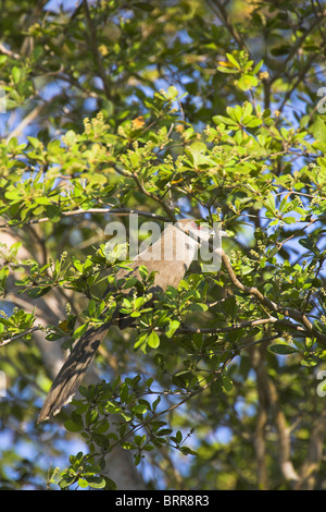 Great Lizard-Cuckoo Saurothera merlini perched in tree at Zapata Swamp, Republic of Cuba in April. Stock Photo