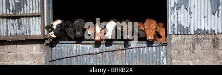 A row of sad cows Stock Photo