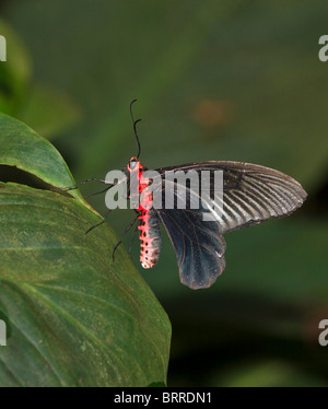 Common Rose Butterfly, Atrophaneura (Pachliopta) aristolochiae Stock Photo
