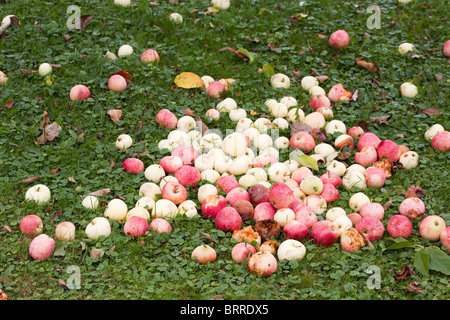 old fallen apples on the ground Stock Photo