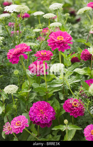 Pink zinnia and ammi visnaga or khella blooms in a field Stock Photo