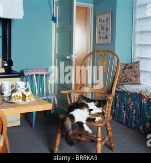 Black+white cat lying on Windsor chair in small turquoise kitchen dining room Stock Photo