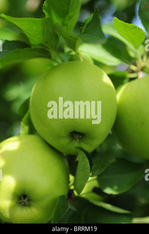 USA Geneva New York NY  apples at the The Red Jacket Orchard - Ontario County fresh produce products finger lakes Stock Photo