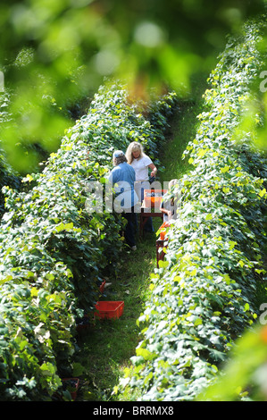 USA New York Naples NY Harvesting red grapes in vineyards Canandaigua Lake Finger Lakes Stock Photo
