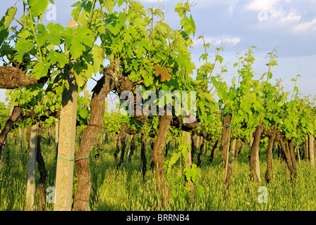 Weinlaub im Fruehling - vine leaves in spring 02 Stock Photo