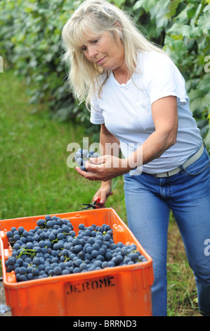 USA New York Naples NY Harvesting red grapes in vineyards Canandaigua Lake Finger Lakes Stock Photo