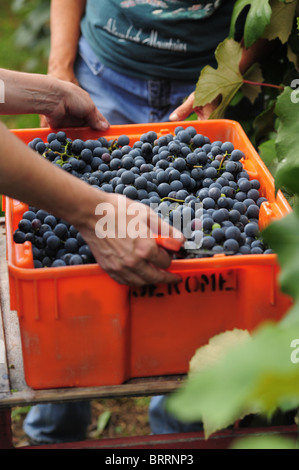 USA New York Naples NY Harvesting red grapes in vineyards Canandaigua Lake Finger Lakes Stock Photo