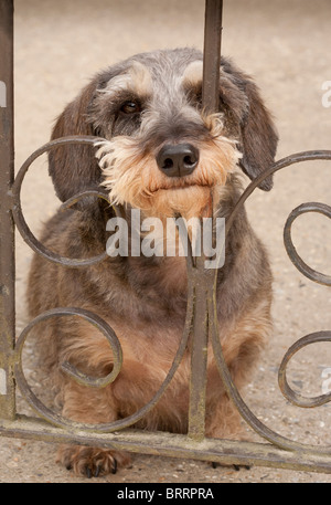 A Miniature Wirehaired Dachshund dog sitting looking longingly through a wrought iron gate