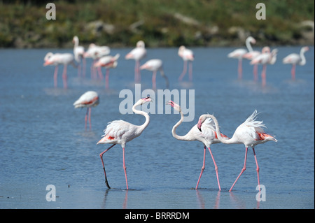 Greater Flamingo (Phoenicopterus roseus - Phoenicopterus ruber roseus) flock of birds quarrelling