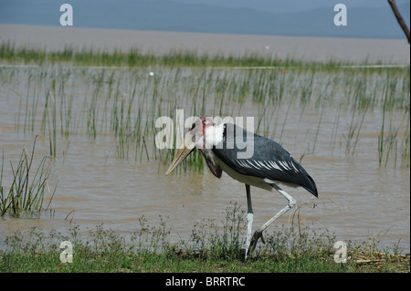Marabou stork (Leptoptilos crumeniferus) walking at the water's edge - Lake Baringo - Kenya - East Africa Stock Photo