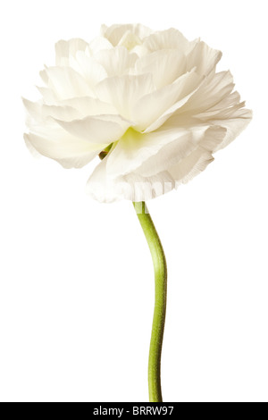 White Ranunculus Isolated on a White Background Stock Photo