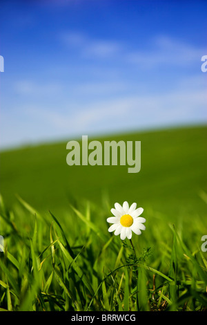 Beautiful white daisy on green meadow - (Focus is on the flower) Stock Photo