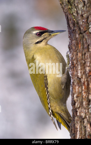 Green Woodpecker (Picus viridis), male at winter feeding place Stock Photo