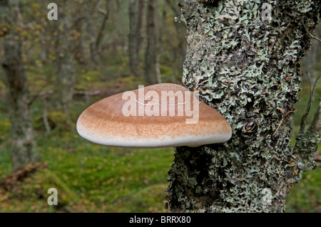 A common polyporous bracket fungi growing on a woodland birch tree, Strathspey, Highland Region, Scotland.  SCO 6812 Stock Photo