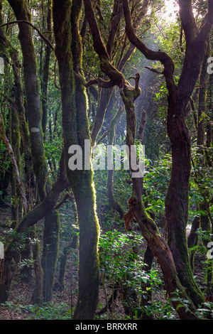 Canary Islands, La Gomera, Garajonay National Park (UNESCO Site), Laurel pre-glacial Forest Stock Photo