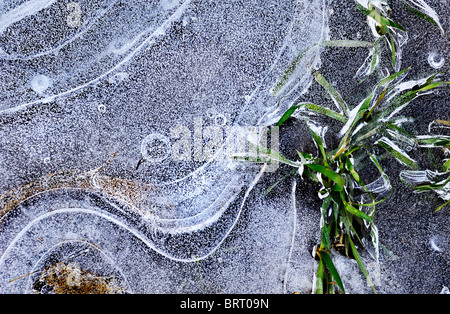 Ice formation in a puddle, Bavaria, Germany, Europe Stock Photo