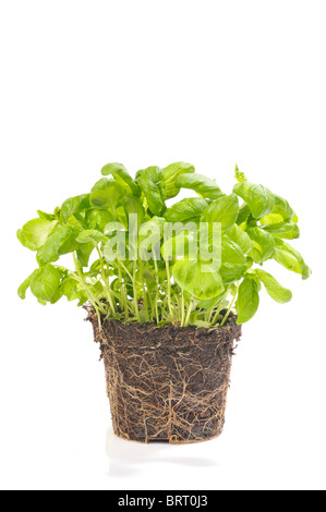 Basil (Ocimum basilicum), pot plant Stock Photo