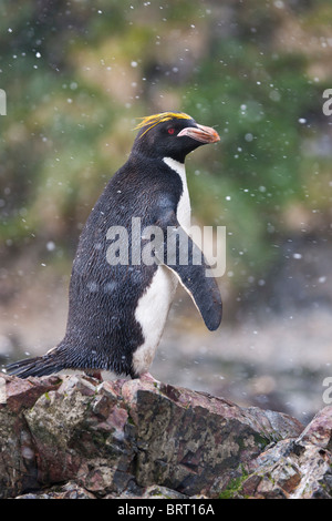 Macaroni penguins at Hercules Bay, South Georgia Island. Stock Photo