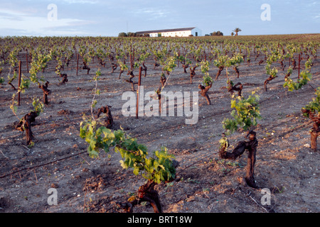 Grapevines, Jerez de la Frontera, Andalusia, Spain, Europe Stock Photo