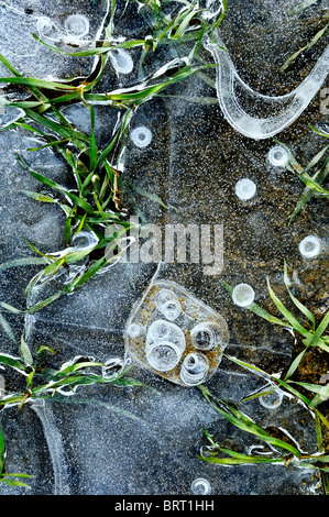 Ice formation in a puddle, Bavaria, Germany, Europe Stock Photo