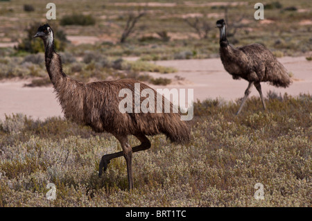 Emu roaming wild in desert country near Broken Hill in New South Wales Stock Photo