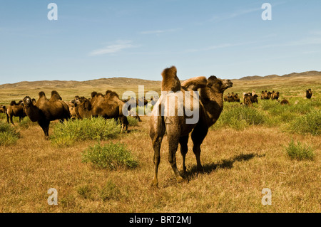 Double hump camels (Bactrian Camels) in grassland of Mongolia are in