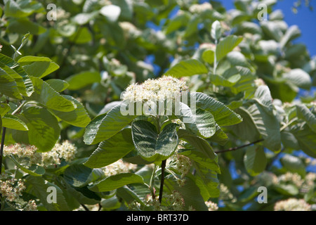 Whitebeam, Sorbus Aria Mitchellii, deciduous tree in flower Stock Photo