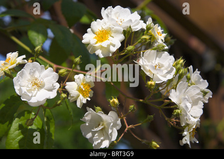 rosa rambling rector rose flower white rambler climber shrub shrubs ...
