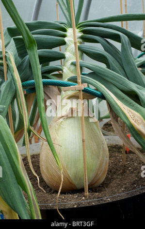 Giant onions, how to grow,planting and culture in greenhouses and polytunnels. Stock Photo