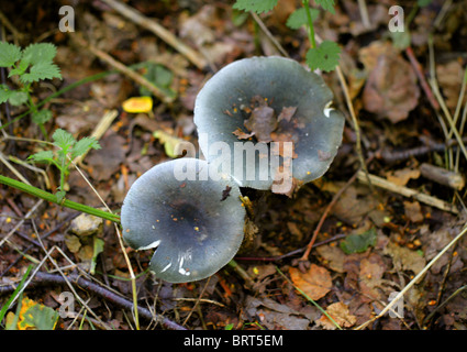 Aniseed Cap, Aniseed Funnel or Blue-green Clitocybe, Clitocybe odora, Tricholomataceae Stock Photo